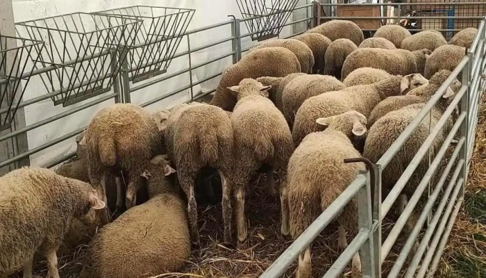 Foire Beaucroissant -  Tout - Beaucroissant